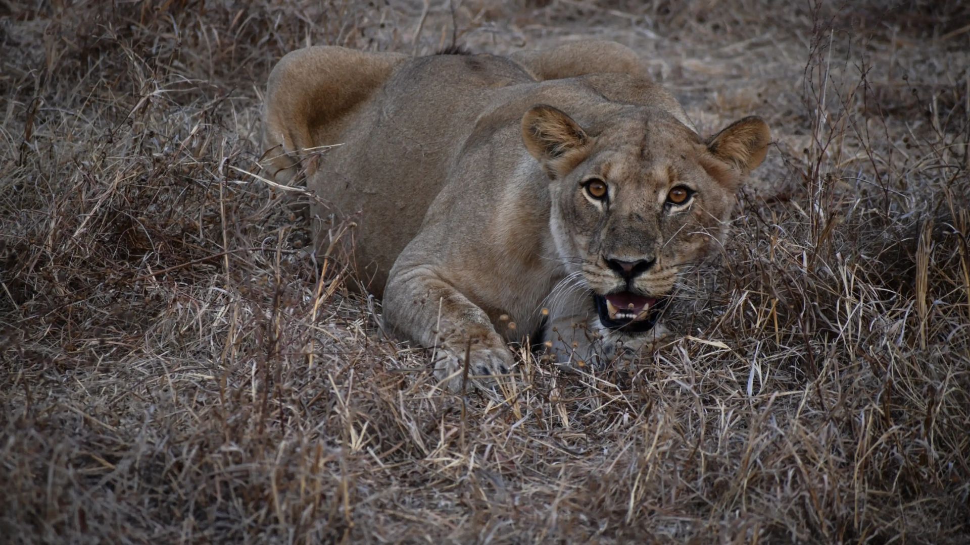 Lion at Serengeti National Park