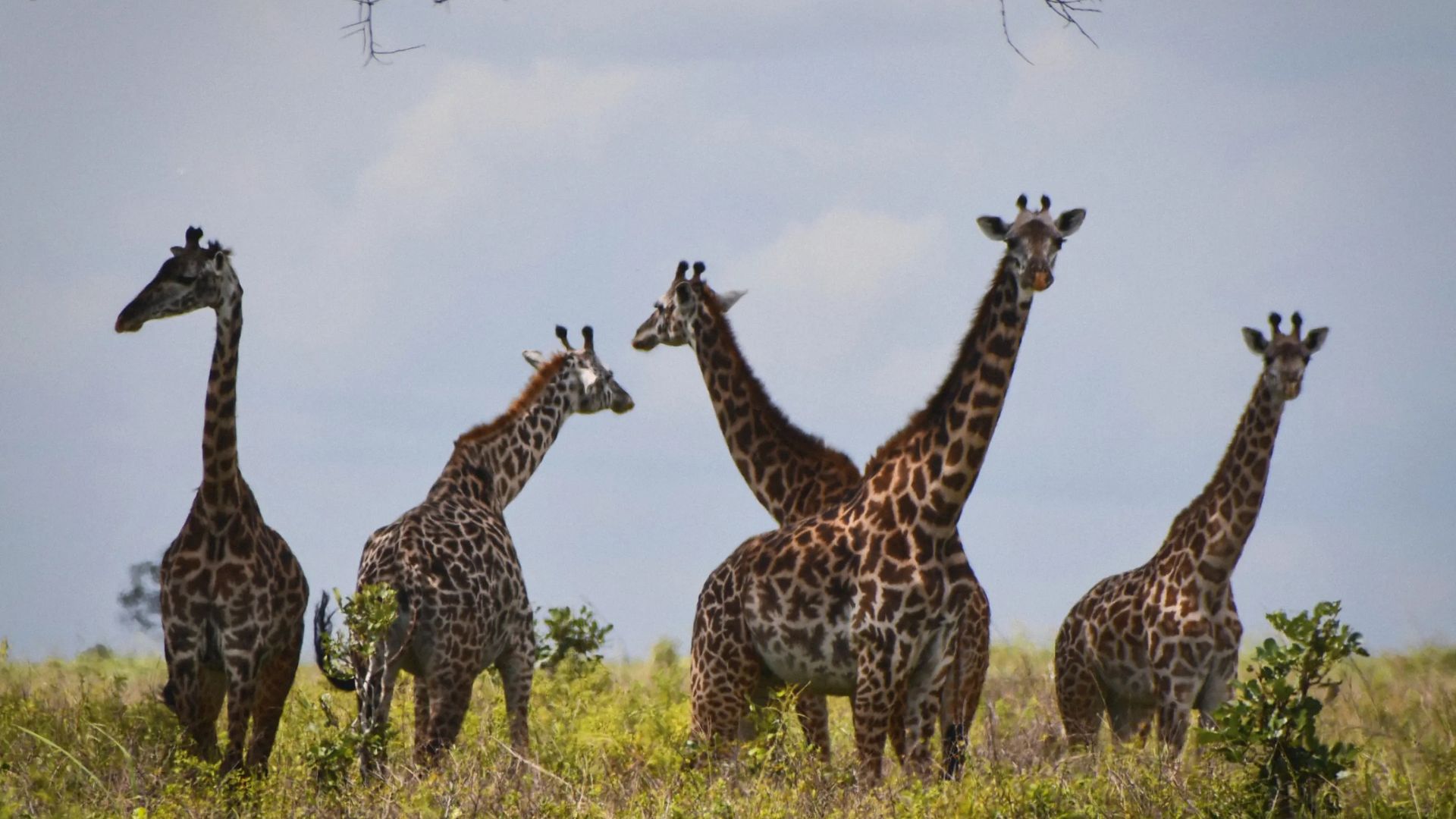 tourists at the peak of mountain Kilimanjaro