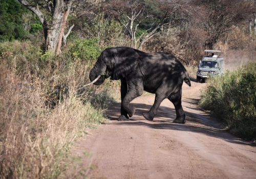 Elephant herd at Mikumi National Park