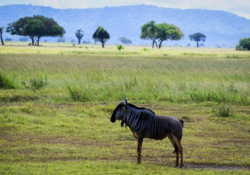 Girrafe at the Mikumi National Park savannah landscape