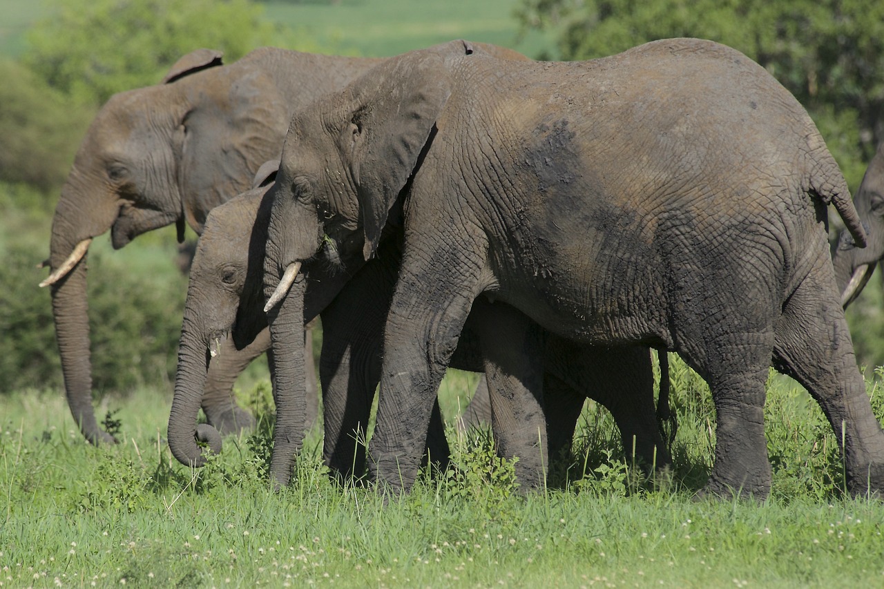 elephants at Tarangire National Park