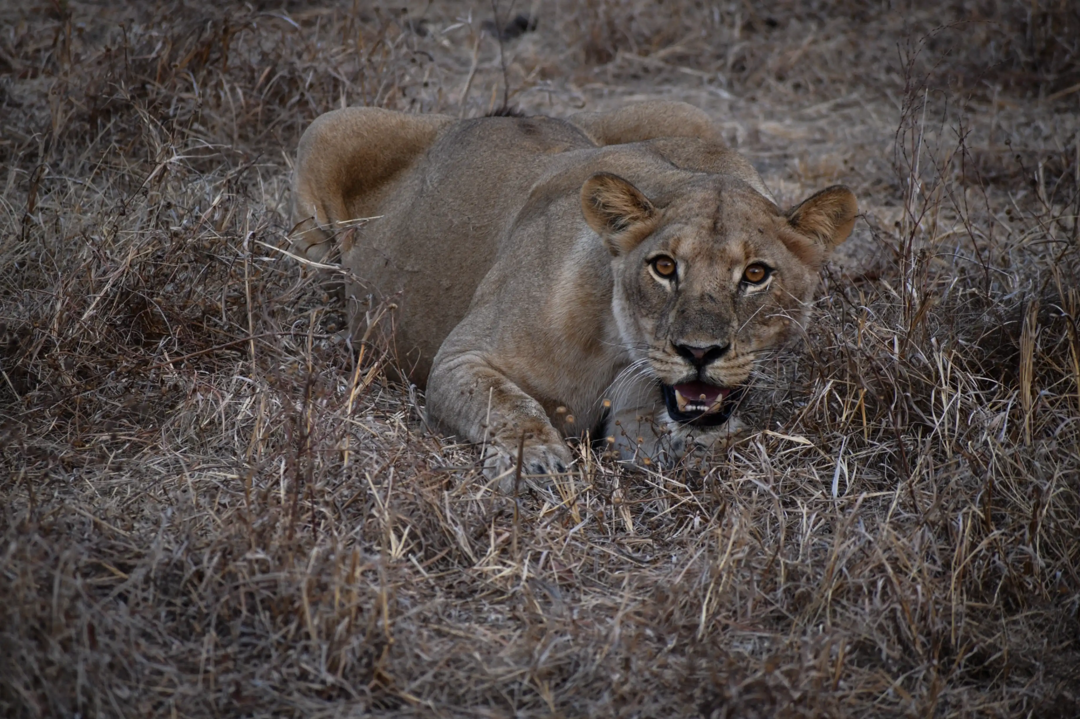 Lion walking at Serengeti National Park