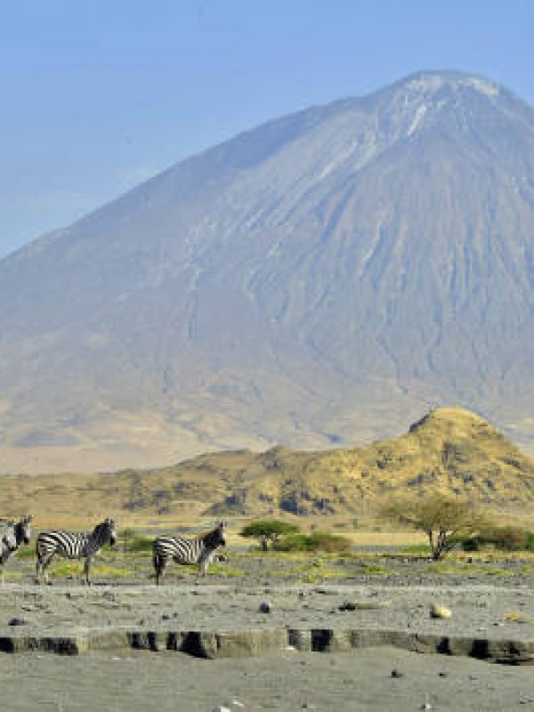 Zebras at the foot of the Lengai (Ol Doinyo Lengai) Volcano. Tanzania. Africa.