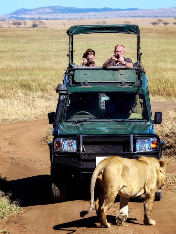 Africa, Tanzania , Serengeti National Park : tourists take pictures of wild lion while on safari in the wild .