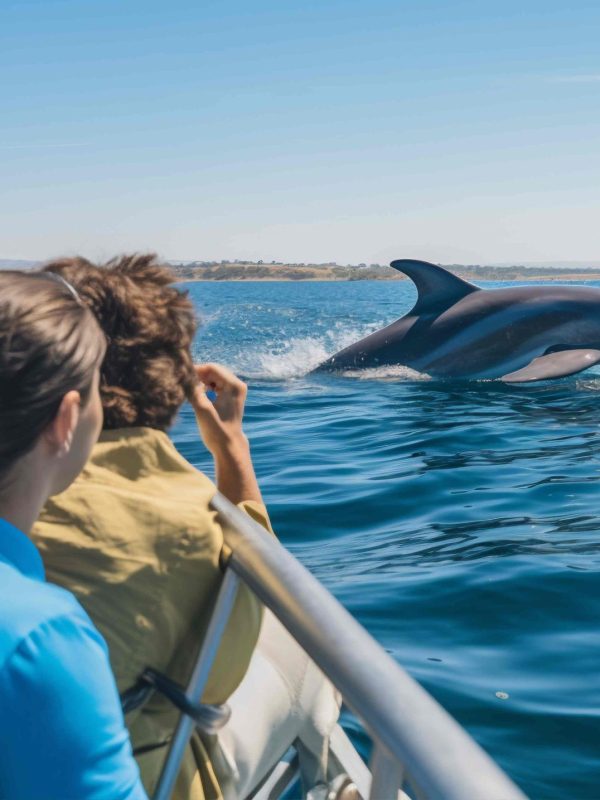 back-view-people-watching-dolphins-swim