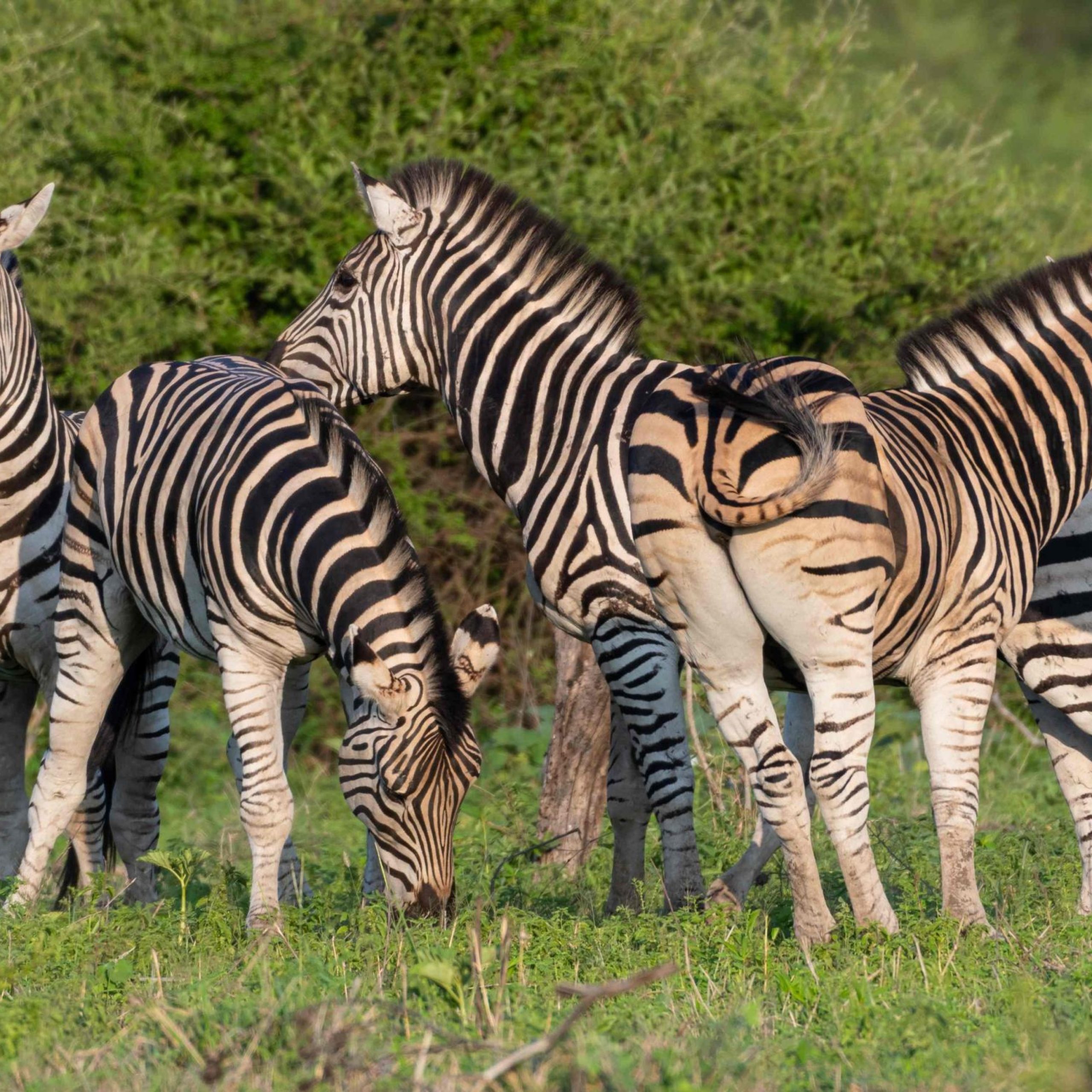 beautiful-shot-zebras-group-green-field