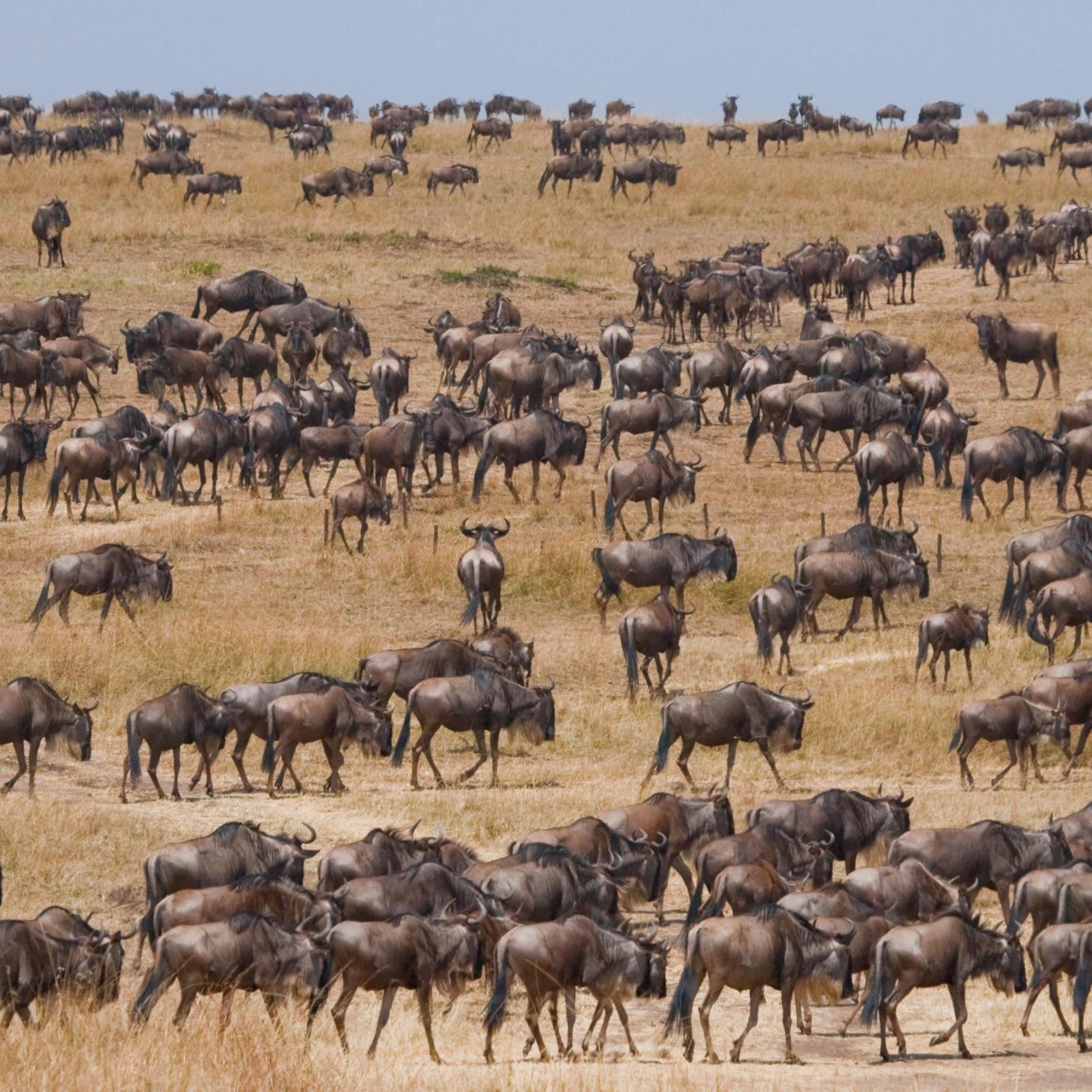big-herd-wildebeest-savannah-great-migration-kenya-tanzania-masai-mara-national-park
