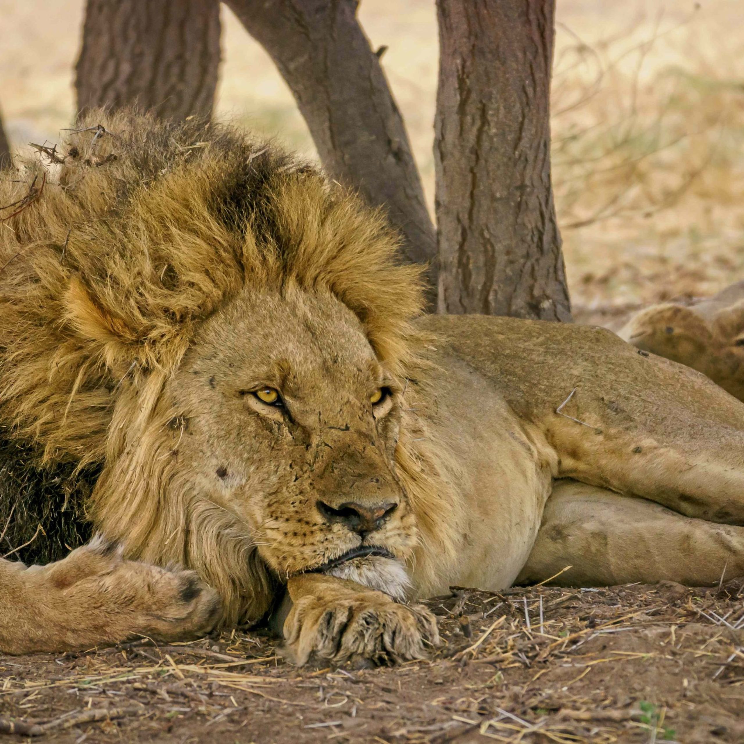 closeup-portrait-strong-noble-lion-lying-straw