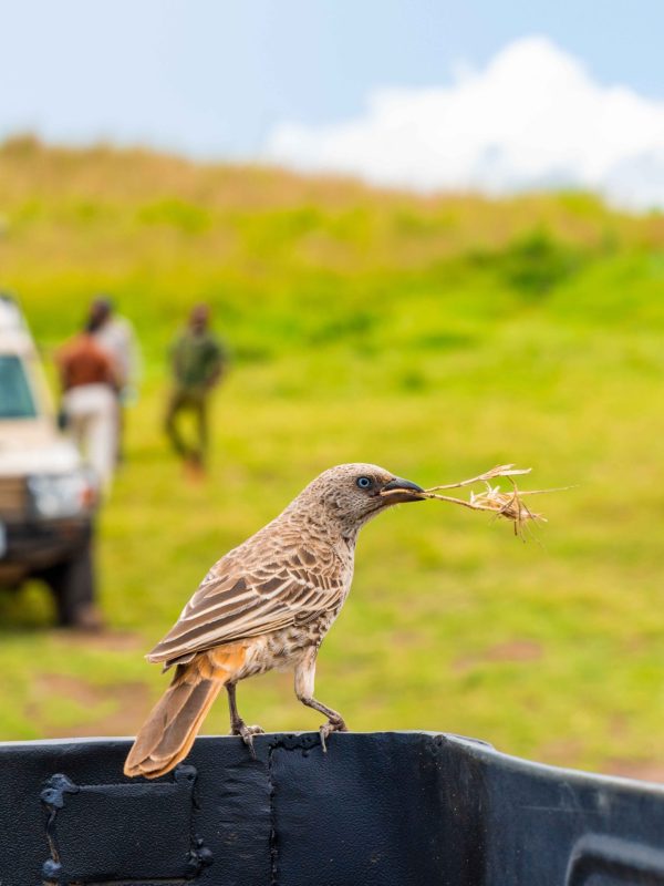 closeup-shot-beautiful-bird-sitting-pick-up