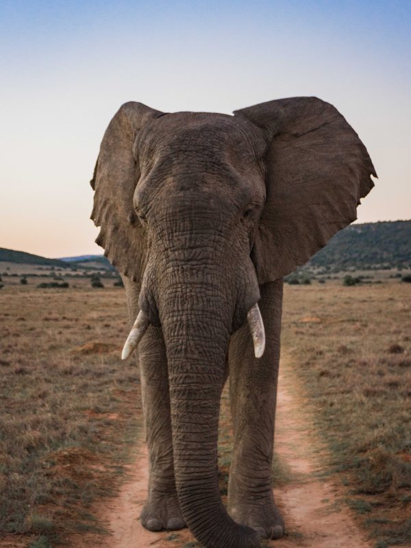 elephant-field-against-clear-sky