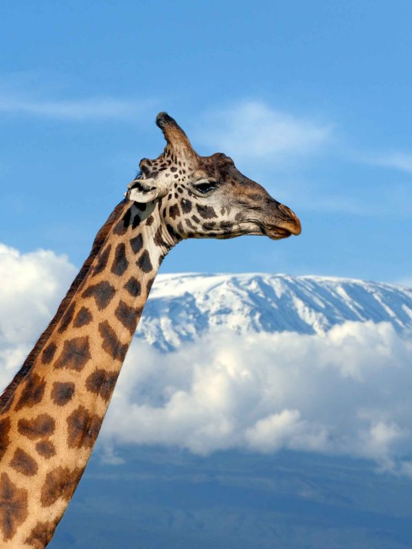 Giraffe on Kilimanjaro mountain in National park of Kenya, Africa