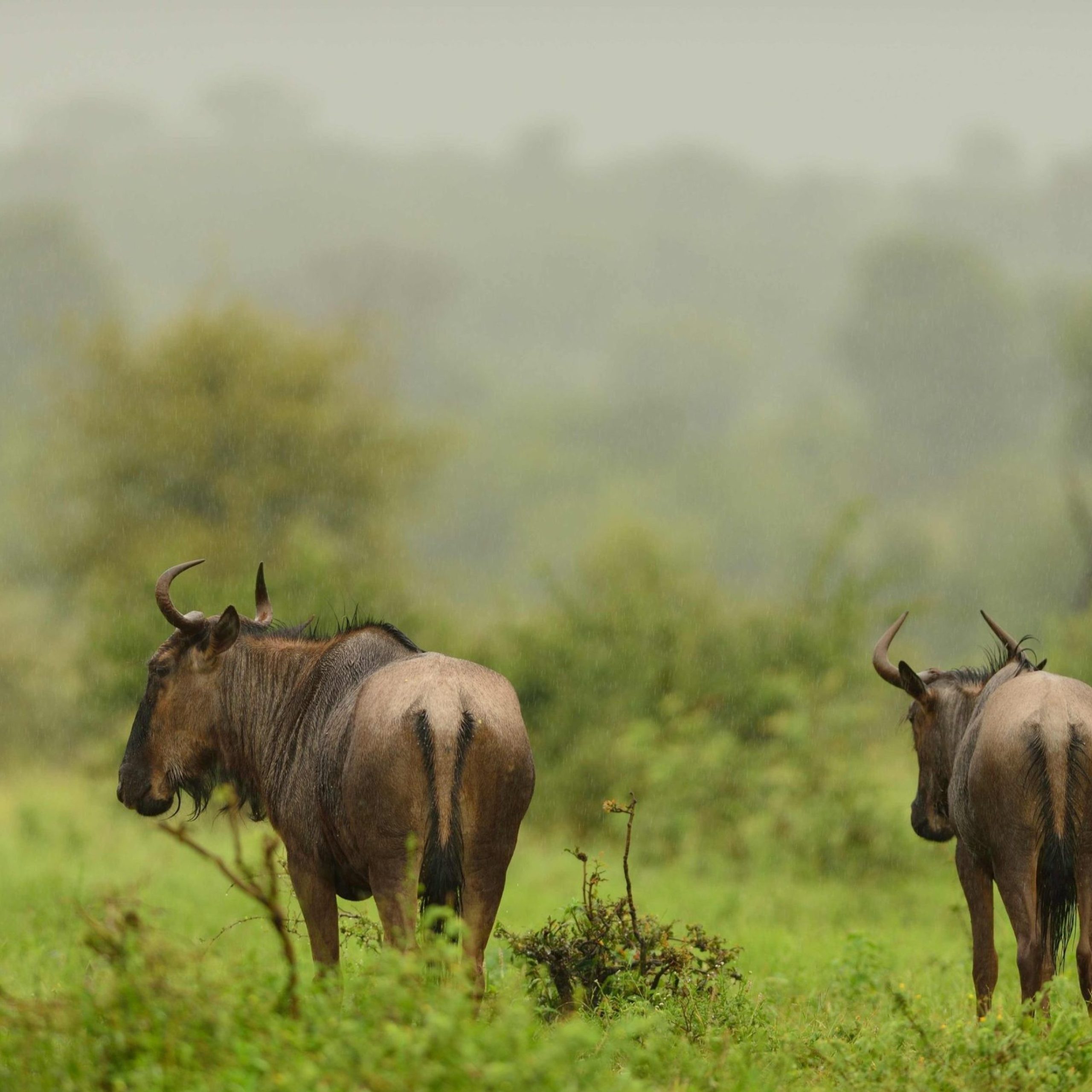 group-three-wildebeests-grazing-grass-covered-field