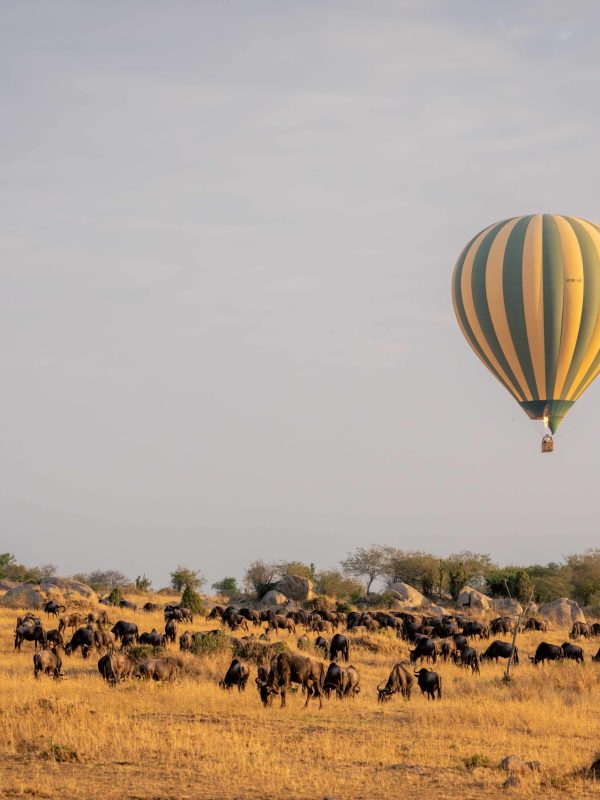 Balloon flies over grazing blue wildebeest herd