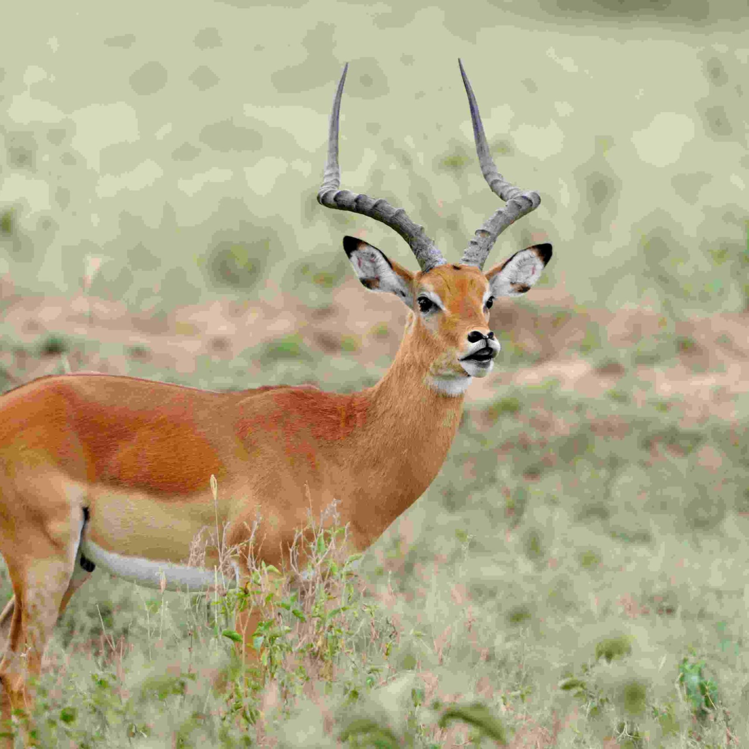 Impala on savanna in Africa, Kenya