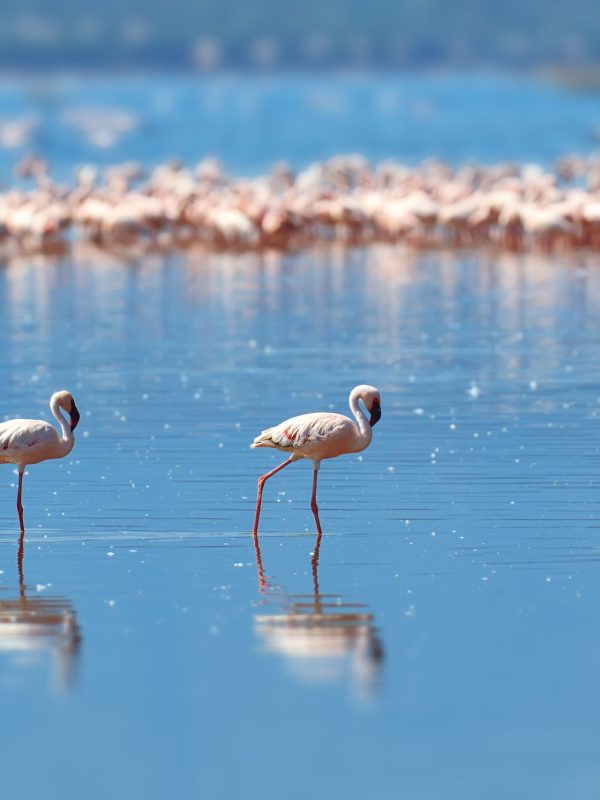 Flock of flamingos wading in the shallow lagoon water. Kenya, Africa
