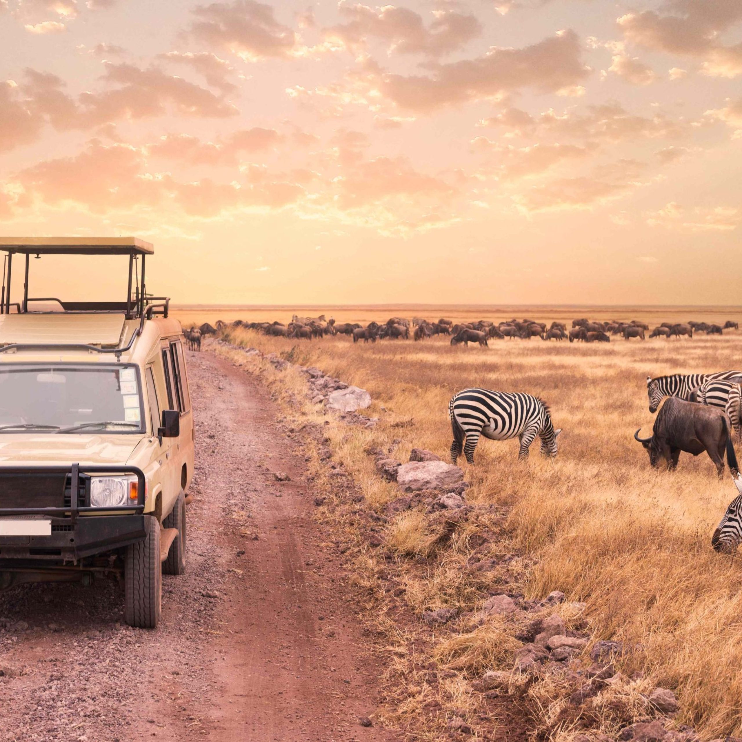 off-road-vehicle-dirt-road-by-zebras-field-against-sky