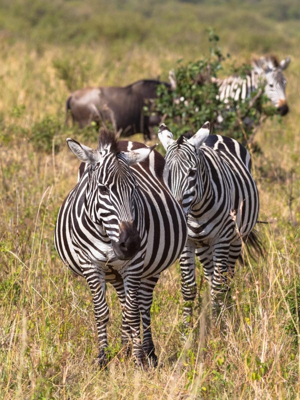 portrait-pair-zebras-savannah