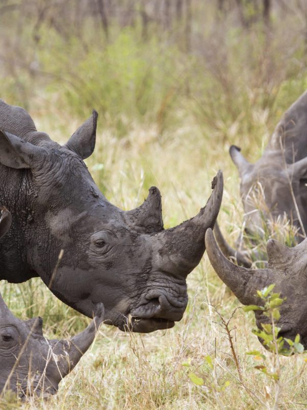 Specie Ceratotherium simum simum family of Rhinocerotidae
