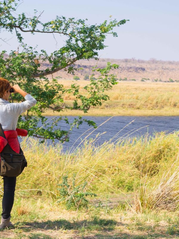 Tourist watching wildlife by binocular on Chobe River, Namibia Botswana border, Africa. Chobe National Park, famous wildlilfe reserve and upscale travel destination. ?????????????????????????????????????????????????????????????????????????????????????????????????????????????????????????????????????????????????????????????????????