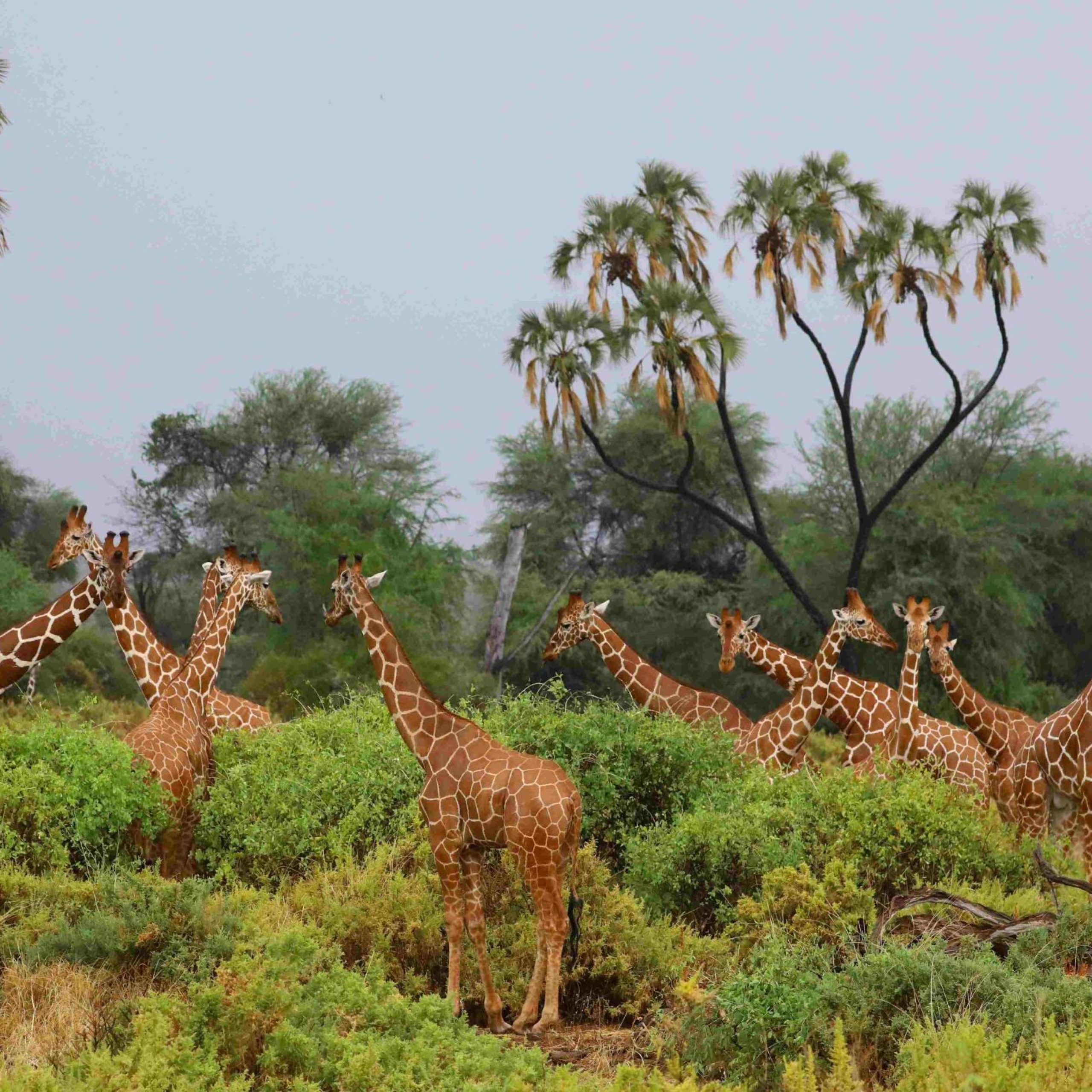 tower-giraffes-gathered-around-bushes-open-woodlan
