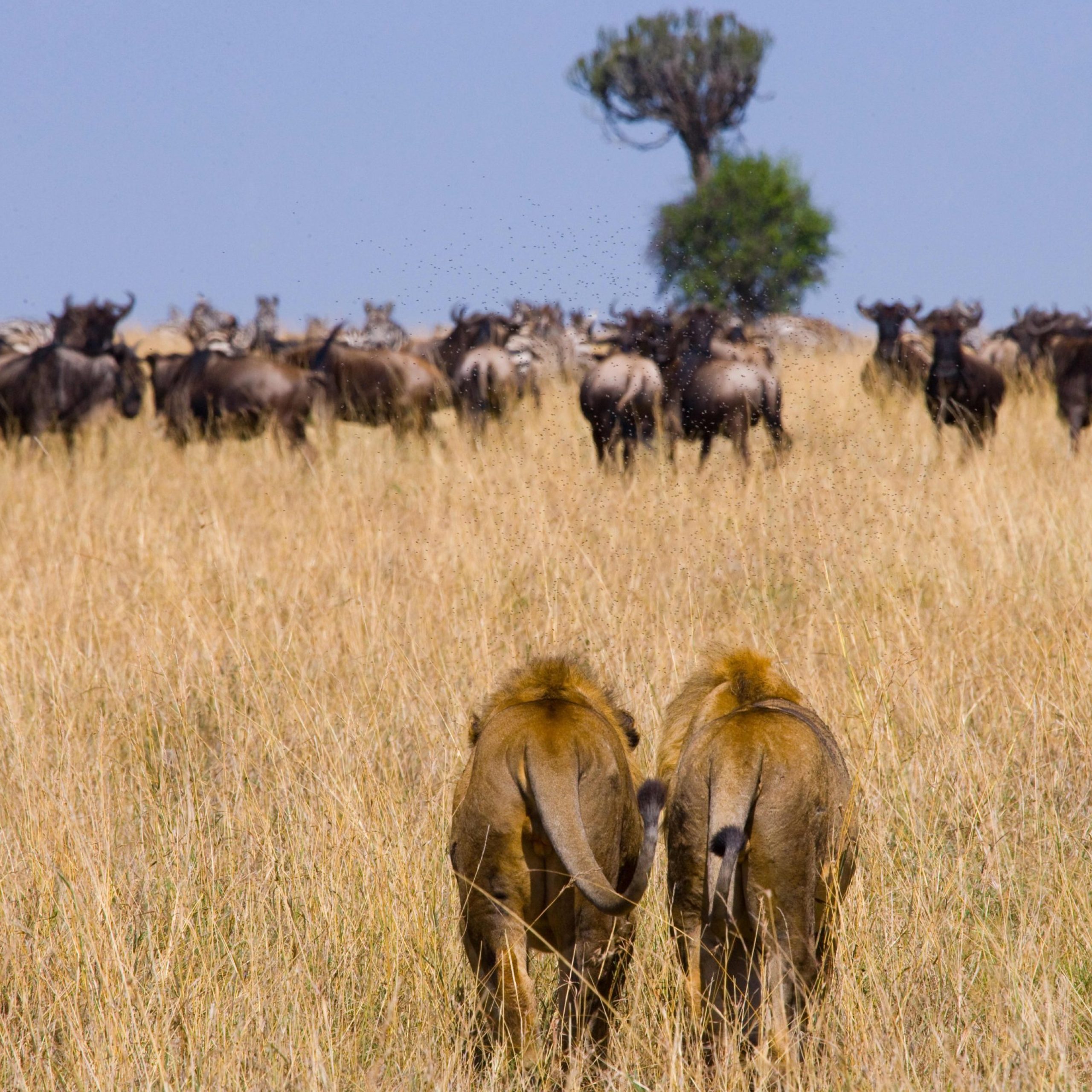 lions hunting wildbeest