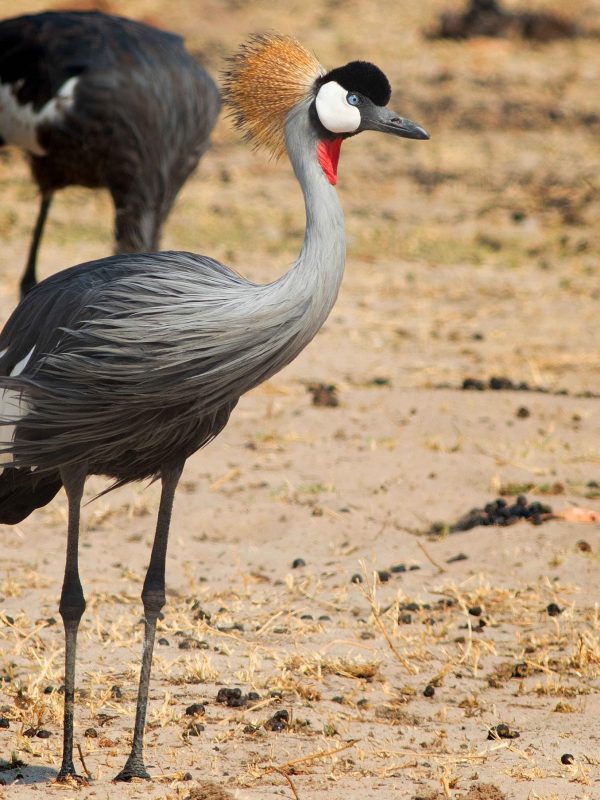 Grey Crowned Crane - formerly known as a crested crane (Balearica regulorum) with bright red dewlap and blue eye standing on the African plains with two out of focus birds in the background. Hwange National Park, Zimbabwe