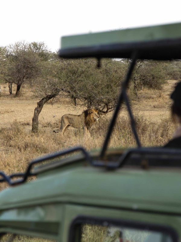 visitors-watching-lion-safari-tanzania