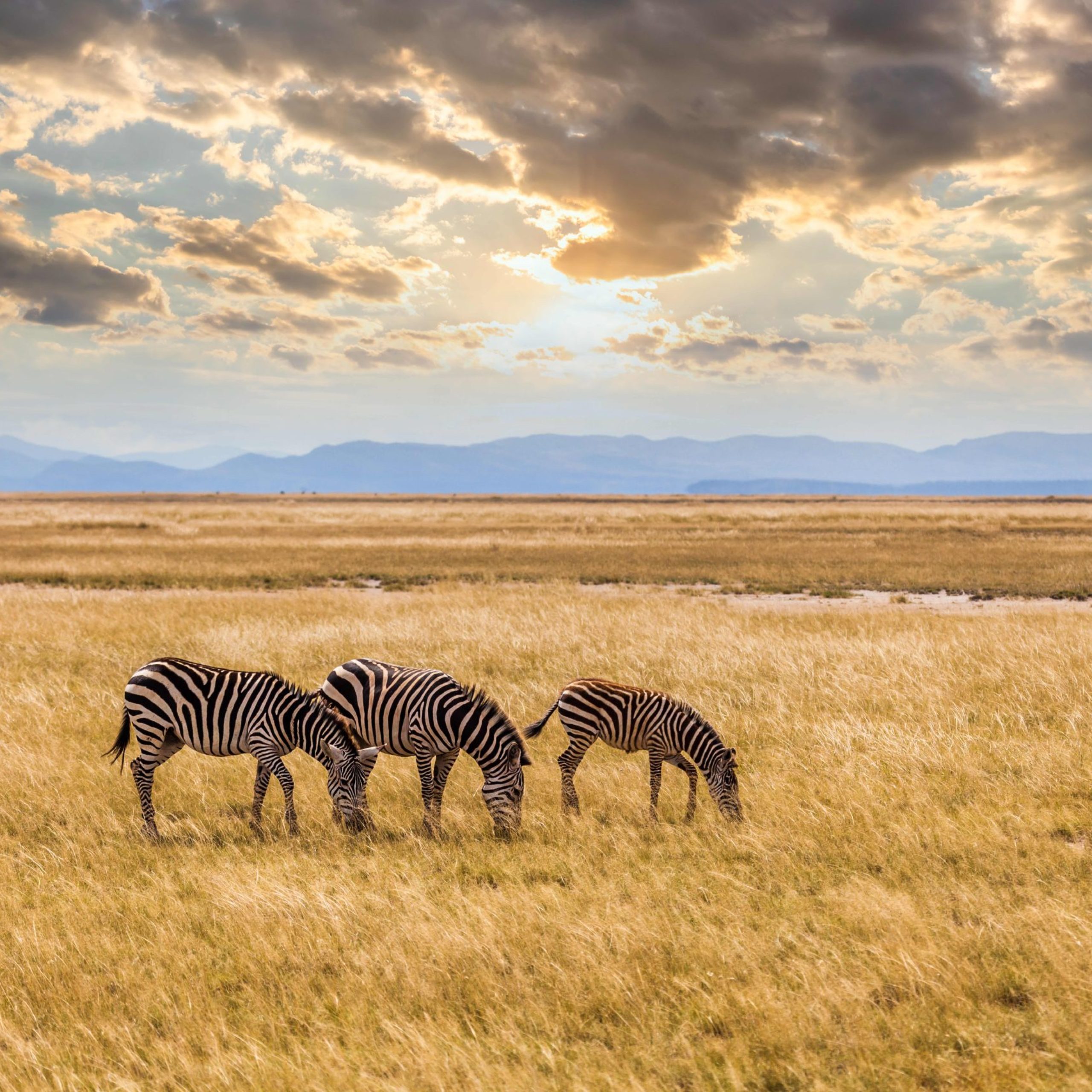 Zebra eating grass